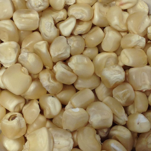 Maize Image